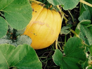 pumpkin-under-vine-lo